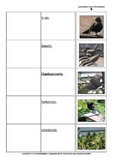 Flip-Flap-Steckbrief-Amsel.pdf